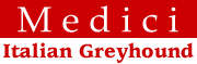 イタリアングレーハウンドのブリーダー（IG犬舎）Medici メディチ｜内田有紀｜ItalianGreyhound