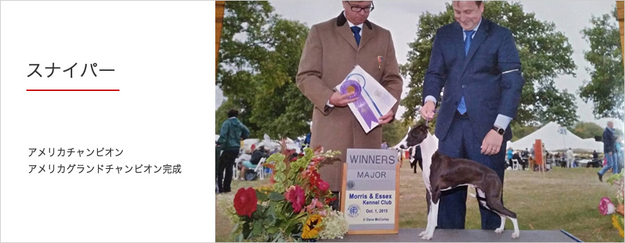 イタリアングレーハウンドのブリーダー（IG犬舎）Medici メディチ