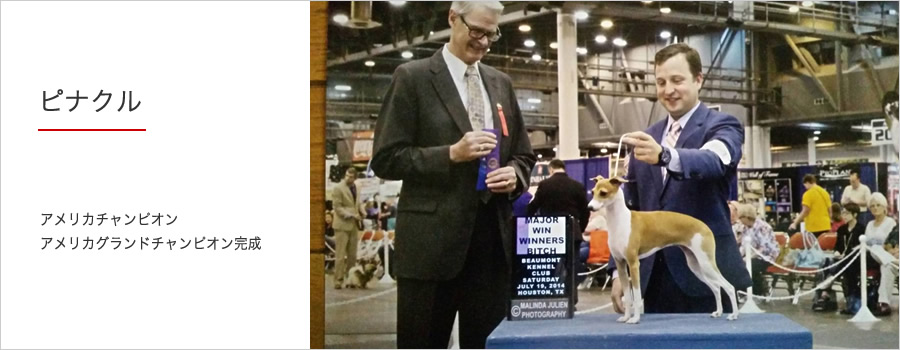 イタリアングレーハウンドのブリーダー（IG犬舎）Medici メディチ