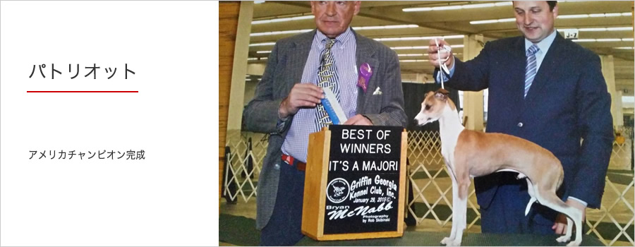 イタリアングレーハウンドのブリーダー（IG犬舎）Medici メディチ