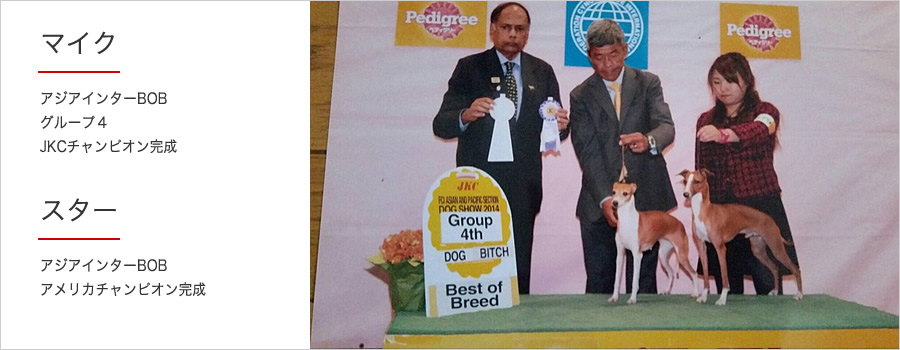 イタリアングレーハウンドのブリーダー（IG犬舎）Medici メディチ